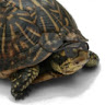 Turtleman avatar