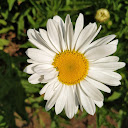 Abhishek kamal avatar